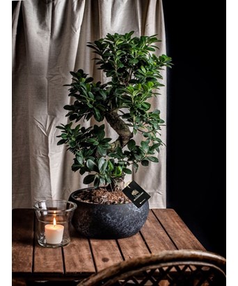Ficus Ginseng Bonsai Bowl Saksıda